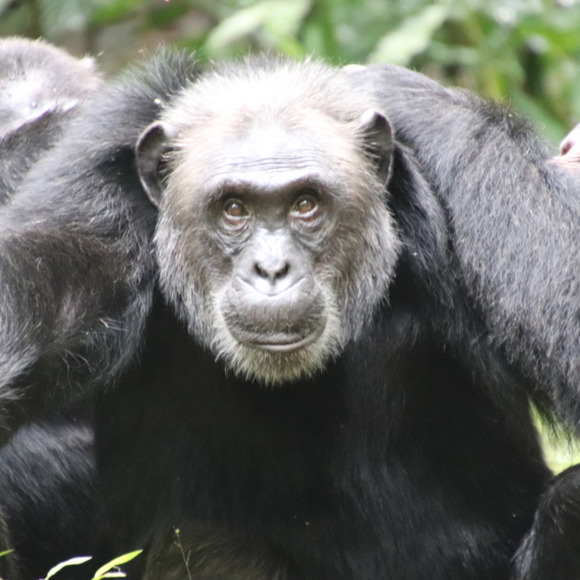 chimpx